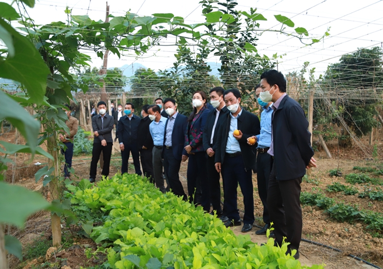 Mô hình cải tạo vườn tạp gắn với phát triển cây ăn quả giúp đồng bào xóa  đói giảm nghèo